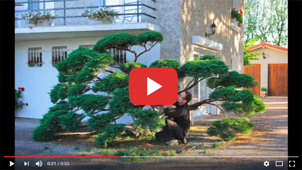 Vidéo humoristique d'une taille japonaise d'un Junipérus - Vidéo de Monsieur Ciseaux
