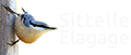 Sittelle Elagage